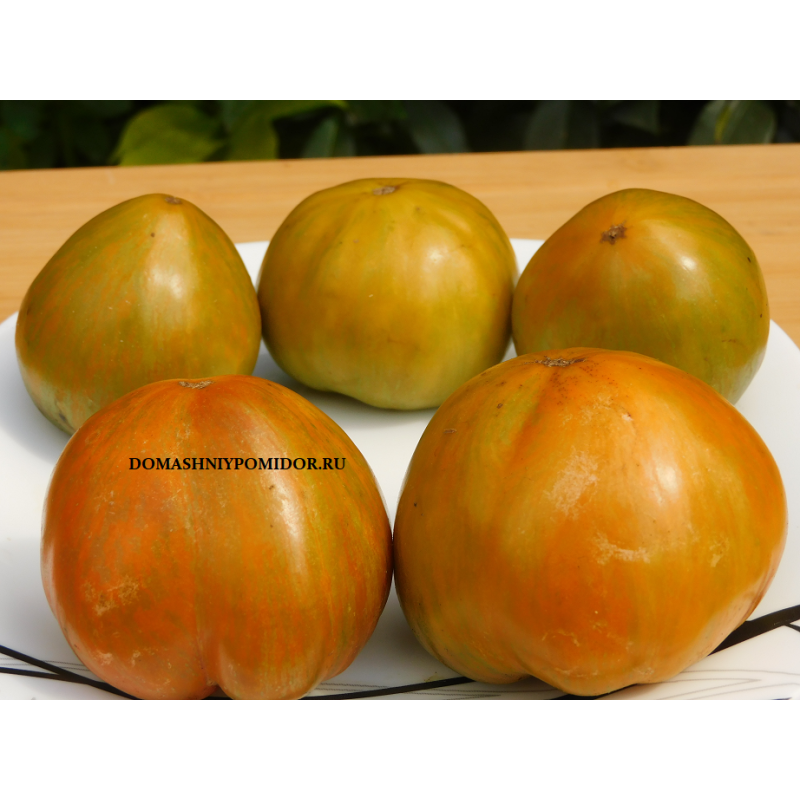 Гном Сияние Вавилона ( Dwarf Babylon's Glow Dwarf, США)